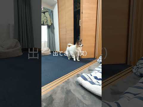 違う！そこは犬小屋じゃない #犬のいる生活 #パピヨン #かわいい犬