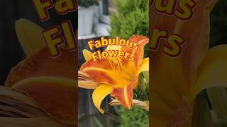 Fabulous Flowers #feelgoodvibes