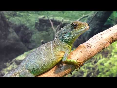Pexels Videos 1508067