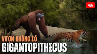 Gigantopithecus: Đối thủ xứng tầm hơn vs. "100 men"? | Hồ sơ cổ sinh