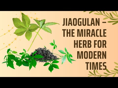 Jiaogulan – The Miracle Herb for Modern Times
