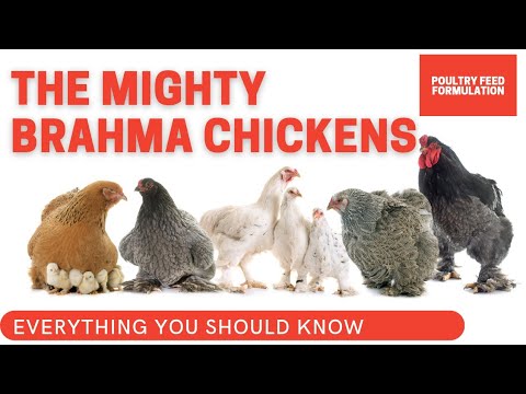 Fascinating Facts About Majestic Brahma Chickens That Will Leave You In Awe!