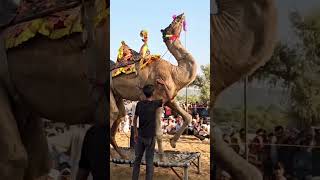 Camel dance #camel_racing #dance #viral #entertainment #shorts #shortsfeed