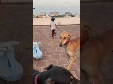 Dogs attack combat, dogs play fierce and force, dog attack play, dogs face off, valimai