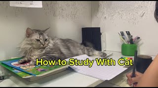 How to Study With Cat? #cat #funny #funnycats #fyp #video
