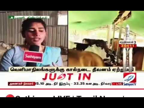 ஆரோக்கியமான மாட்டு தீவனம் | Cattle Feed | பால் அதிகரிக்கும் தீவனம் | கோதுமை தவிடு | கோதுமை இலை தவிடு