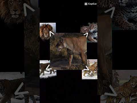 smilodon populator não smilodon fatalis