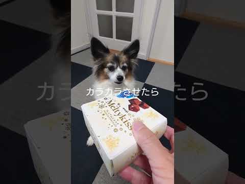 パピヨンの可愛さ #犬のおやつ #犬のいる生活 #パピヨン犬