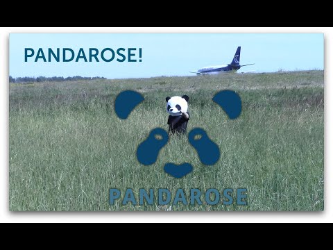 Panda Rose!