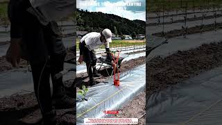 Innovative Tool Makes Planting Holes Instantly