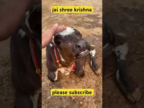 #krishna #jaishreekrishna