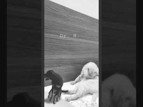 A Rottweiler Puppy Dog and Persian Tabby Cat Cleaning and Bathing themselves Karachi Pakistan