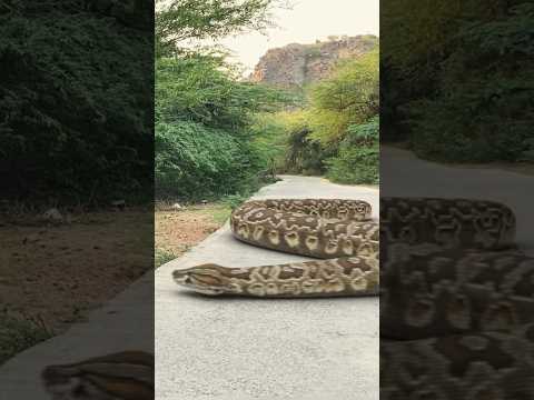 Big anaconda dnake chase in jungle #shorts