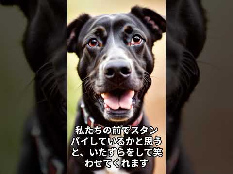 いたずら好きな相棒。私の犬との日常生活 #shorts