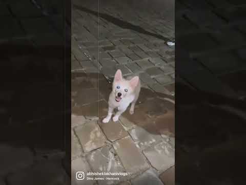 Cute dog | porbandar || abhisheklakhanivlogs