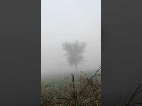 #fog #morning #village #beauty