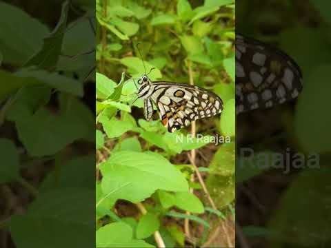 Relaxing butterfly 🦋| Feel good video| Peaceful garden #relaxingvideo #butterfly #feelgoodvibes
