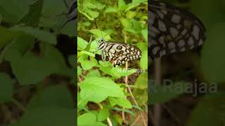 Relaxing butterfly 🦋| Feel good video| Peaceful garden #relaxingvideo #butterfly #feelgoodvibes