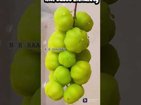 அரை நெல்லியின் நற்குணஙகள்!! | Benifits of Star #gooseberry #vitaminc #organicgardening