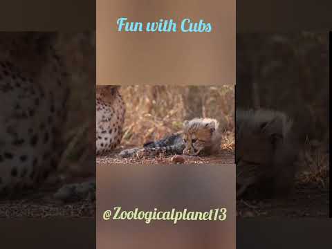 Fun with Cubs#animals #wildlife #wild #zoo #animalkingdomclass11 #lion