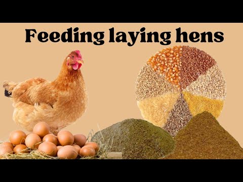 How to Feed Laying Hens at home and they be happy || Feed Formulation for laying hens at home