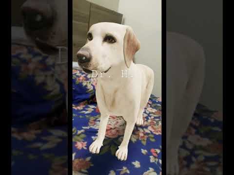 Labrador Retriever or British Labrador Puppy Cute Dog Karachi Pakistan
