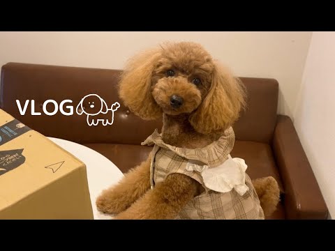 VLOG⌇フリーランスの在宅ワーカーとトイプードルと過ごす1日