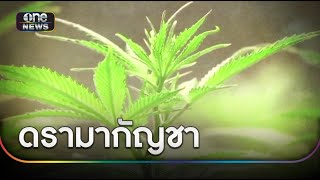 ตั้ง 7 ข้อหา ร้านกัญชา-น้ำท่อม ปล่อยวัยรุ่นมั่วสุม | ข่าวเช้าช่องวัน | สำนักข่าววันนิวส์