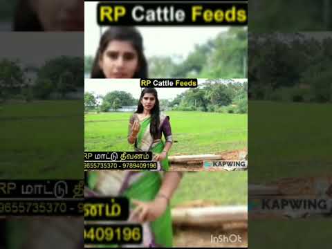 மாடுகளுக்கு தீவனம் மாற்றும் முறை | #மாட்டுத்தீவனம் | #பால் | #தீவனம் | #கோதுமைதவிடு