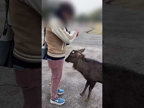 おやつを持っていると近寄ってきます🦌#奈良#奈良公園#王子専用グラドル