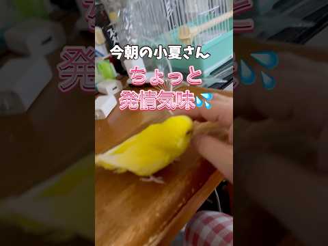 発情はダメよ🙅 #セキセインコ #小夏  #発情気味