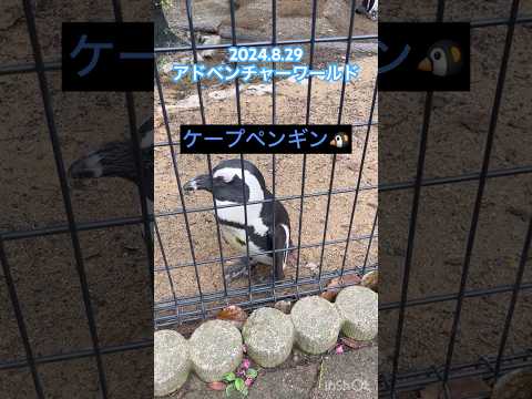 2024.8.29(木)アドベンチャーワールド🐧愛知の出張ペンギンのペンちゃんが脱走し行方不明でしたが2週間後無事見つかりましたね🥹ケープペンギンとても可愛いです🩷#ペンギン  #ケープペンギン