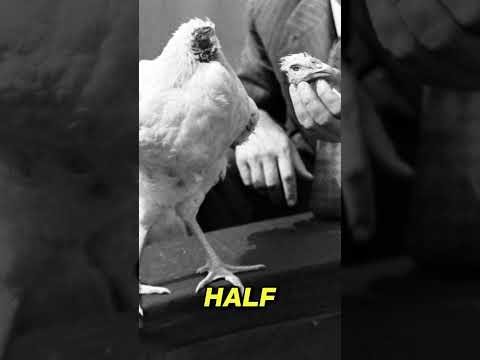 Mike the Chicken: The Headless Chicken Who Lived 18 Months #chicken #shorts