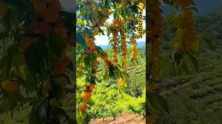 Wonderful Nature With many different types of fruit, #ytshorts #subscribe #viralvlog #shilpavlogs