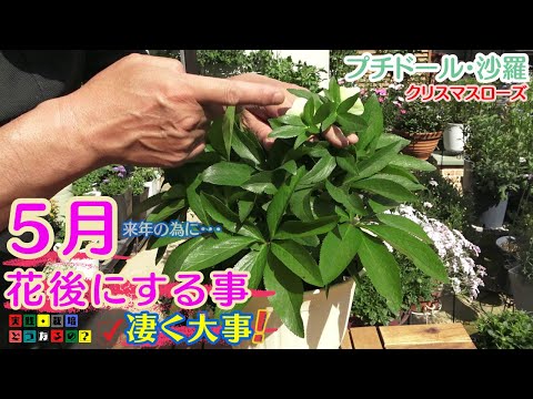 まだ間に合う！梅雨が来る前に済ませたい作業【クリスマスローズ】来年沢山の花を咲かせる為の大事な作業【ガーデニング】今回の動画は2本立て！ご視聴者様のリクエストにお応えします。育て方・有機質肥料・園芸