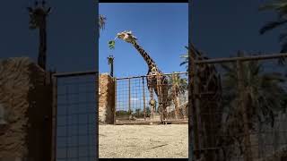 Kid Feeds Giraffe, Gets Lifted Into the Air by Mistake 🦒🍴👶 #shorts
