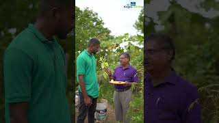 Using asafoetida for pest control