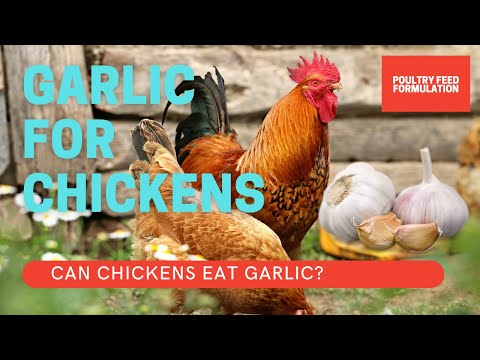 Garlic for Chickens: The Surprising Benefits You Need To Know (HD Quality)