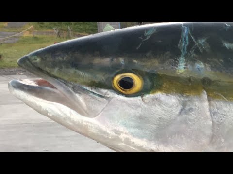 人生初ブリ  日本海の戻りブリを釣るぞの巻き