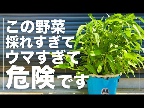 【すぐに大草原w】バケツで空芯菜を水耕栽培したら14回も収穫出来ました！夏の葉物野菜おすすめNo.1細かく解説します！ウンチェー