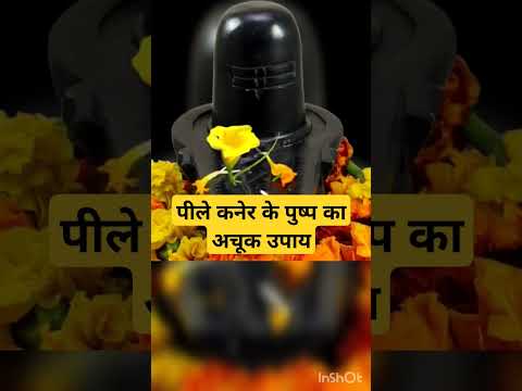 पीला कनेर का अचूक उपाय#dhanpraptiupay #pradeepmishrajikeupay #shortvideo