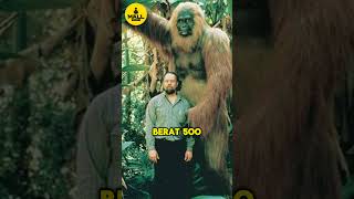 Gigantopithecus: Si Kera Raksasa yang Beneran Pernah Ada!  #shorts
