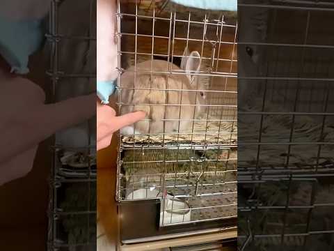 【うさぎ】はみ出たおけけは触りたくなる！ #うさぎ #rabbit