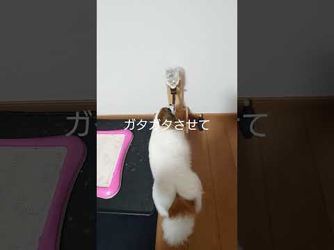 可愛い飲み方する犬がこちらです #癖が強い #パピヨン #可愛い