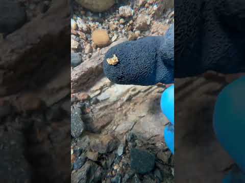 Another day another nugget 😎 🎥 🏔️ #goldpanning #goldprospecting #goldrush
