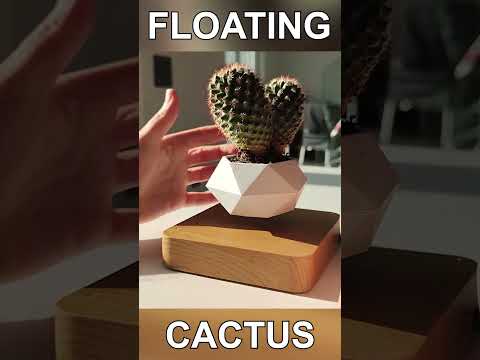 Floating Cactus