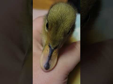 Ducklings Growing Up #babyanimals #babyducklings #raisingducks