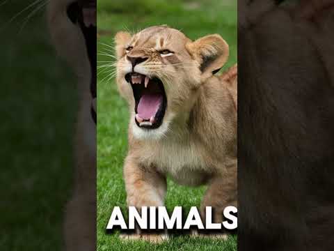 Story of The Brave Lion Cub Who Saved the  Jungle.