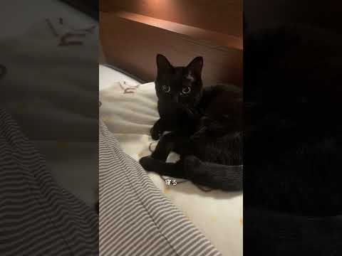 一緒に寝ましょう #猫 #cat