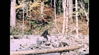 Bigfoot | Patterson–Gimlin Film | Stabilized | 10/20/1967